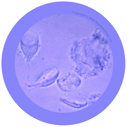 Giant Microbes Original Giardia Plush Educational Toy - Guzzgoggs