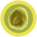 Giant Microbes Original Hay Fever (Pollen) Plush Educational Toy - Guzzgoggs