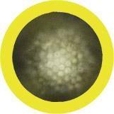 Giant Microbes Original Hepatitis Plush Educational Toy - Guzzgoggs
