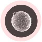 Giant Microbes Original Human Ovum Egg Cell Plush Educational Toy - Guzzgoggs