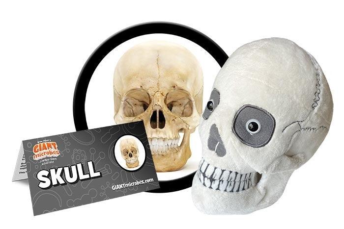 Giant Microbes Original Human Skull - Guzzgoggs