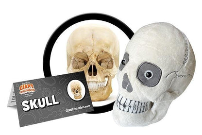 Giant Microbes Original Human Skull - Guzzgoggs