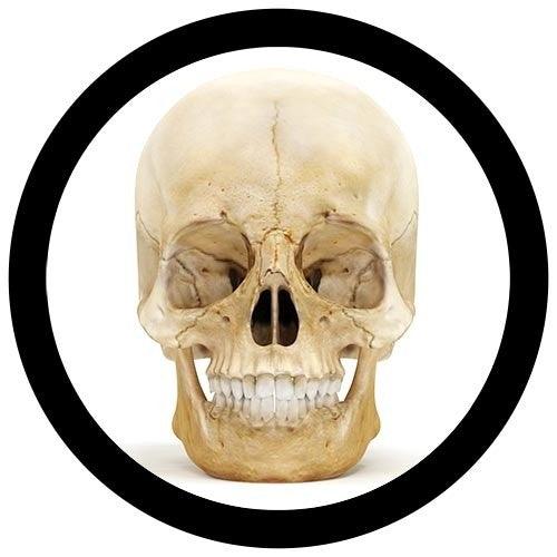 Giant Microbes Original Human Skull - Guzzgoggs