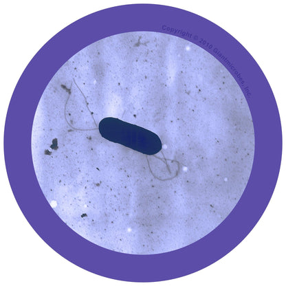 Giant Microbes Original Listeria - Guzzgoggs