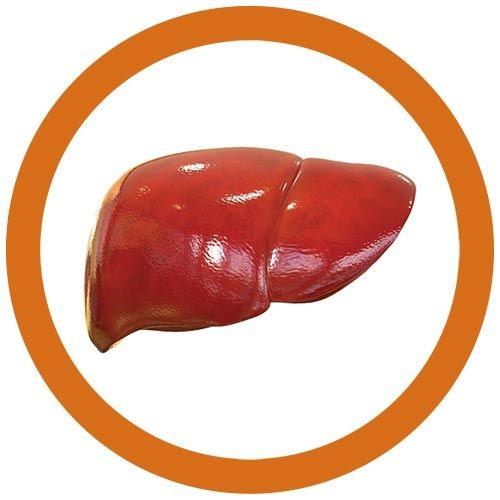 Giant Microbes Original Liver - Guzzgoggs