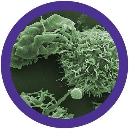 Giant Microbes Original Lymphoma Cancer Plush Educational Toy - Guzzgoggs