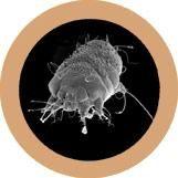 Giant Microbes Original Mange Plush Educational Toy - Guzzgoggs