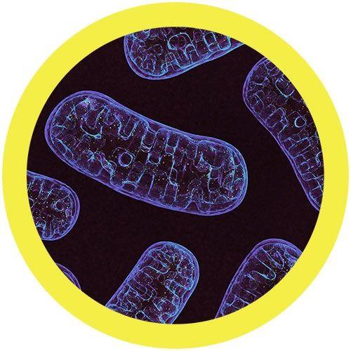 Giant Microbes Original Mitochondria - Guzzgoggs