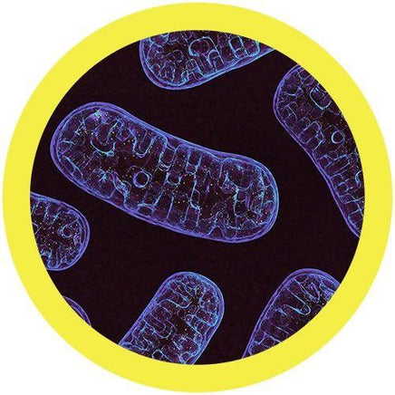 Giant Microbes Original Mitochondria - Guzzgoggs