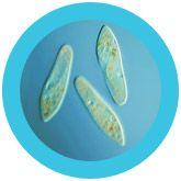 Giant Microbes Original Paramecium Plush Educational Toy - Guzzgoggs