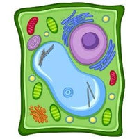 Giant Microbes Original Plant Cell - Guzzgoggs