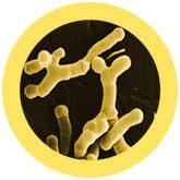 Giant Microbes Original Plush Educational Toy - Guzzgoggs
