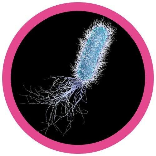 Giant Microbes Original Pseudomonas - Guzzgoggs