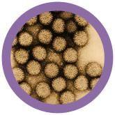 Giant Microbes Original Rotavirus Plush Educational Toy - Guzzgoggs