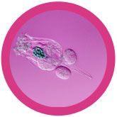 Giant Microbes Original Rotifer Plush Educational Toy - Guzzgoggs
