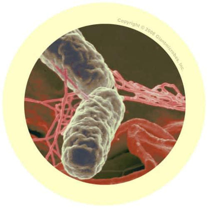 Giant Microbes Original Salmonella - Guzzgoggs
