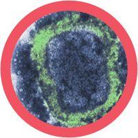 Giant Microbes Original Smallpox Variola Virus - Guzzgoggs