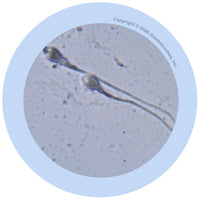 Giant Microbes Original Sperm Cell - Guzzgoggs