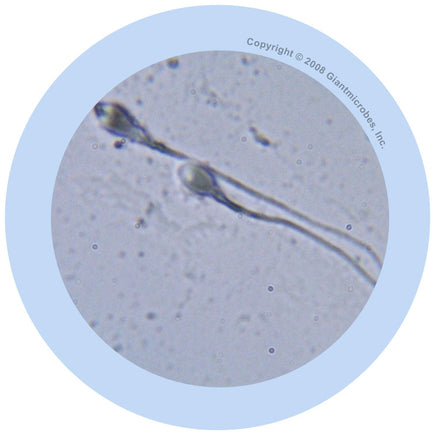 Giant Microbes Original Sperm Cell - Guzzgoggs