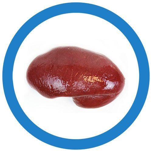 Giant Microbes Original Spleen - Guzzgoggs
