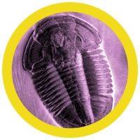 Giant Microbes Original Trilobite Asaphiscus Wheeleri - Guzzgoggs