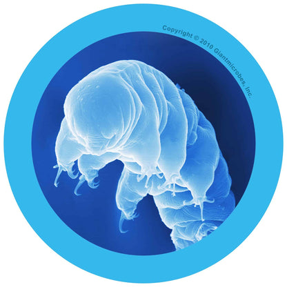 Giant Microbes Original Waterbear Hypsibius Dujardini - Guzzgoggs