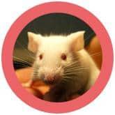 Giant Microbes Original White Lab Mouse - Guzzgoggs