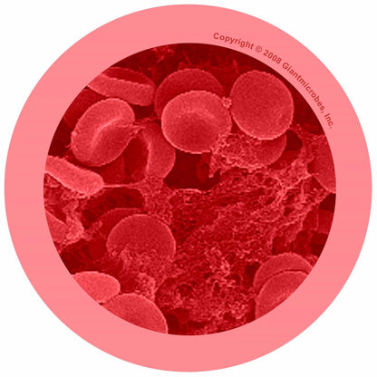 Giant Microbes Red Blood Cell Erythrocyte - Guzzgoggs