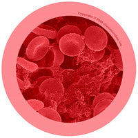 Giant Microbes Red Blood Cell Erythrocyte - Guzzgoggs
