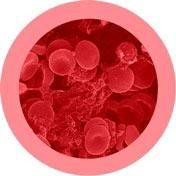 Giant Microbes Red Blood Cell Keyring - Guzzgoggs