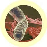 Giant Microbes Salmonella Keyring - Guzzgoggs