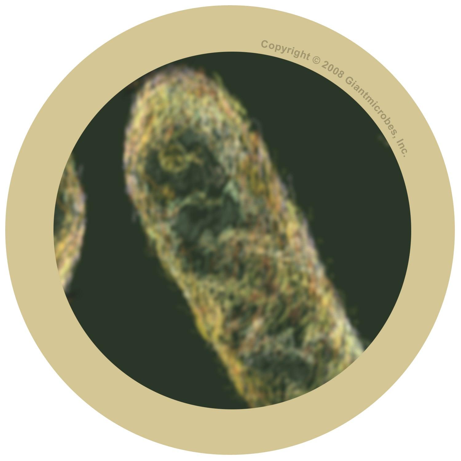 Giant Microbes Stomach Ache Shigella - Guzzgoggs