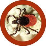 Giant Microbes Tick Keyring - Guzzgoggs