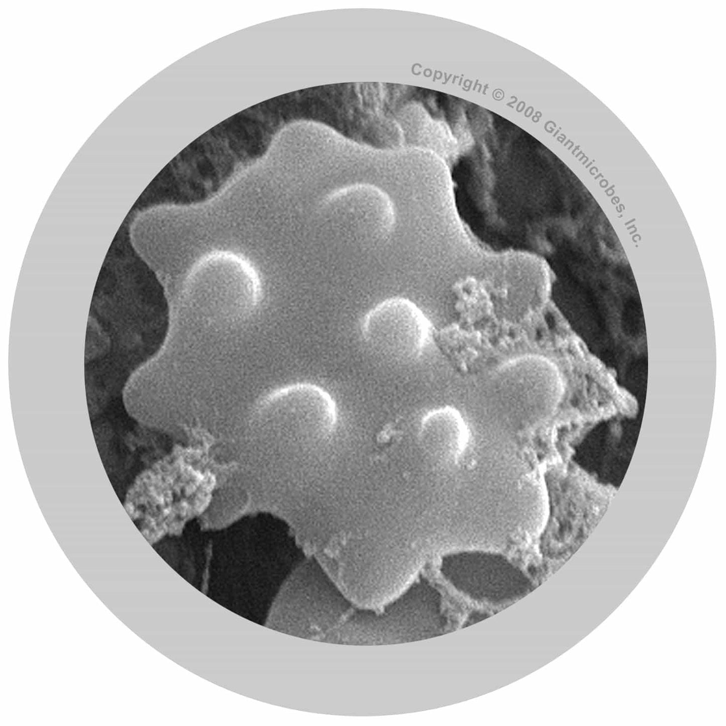 Giant Microbes White Blood Cell Leukocyte - Guzzgoggs